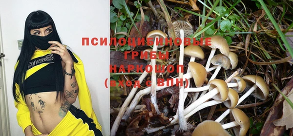 стаф Аркадак