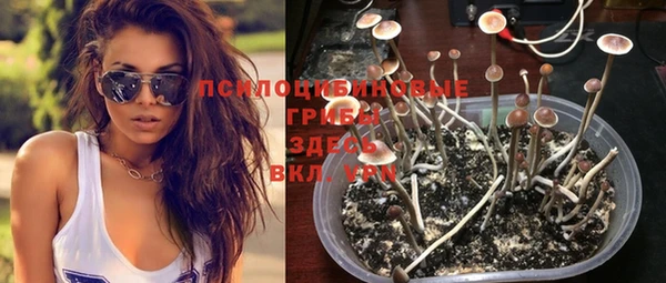 стаф Аркадак